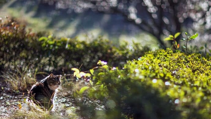 2021.2 千葉ポートパーク付近 #3 ~ 梅と猫 ~ にゃ~にゃ~の日