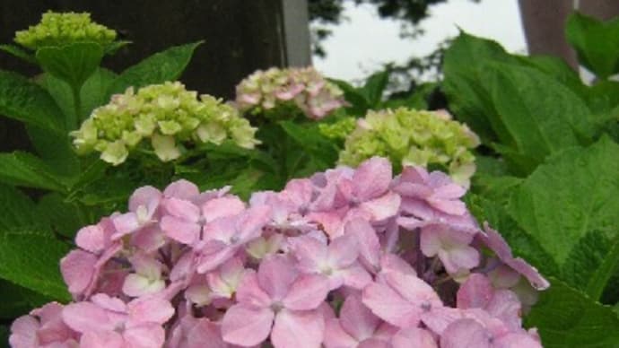 紫陽花