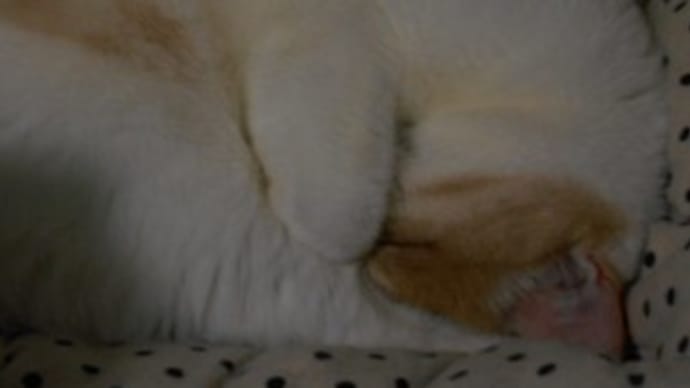 猫とドラマと拷問マット