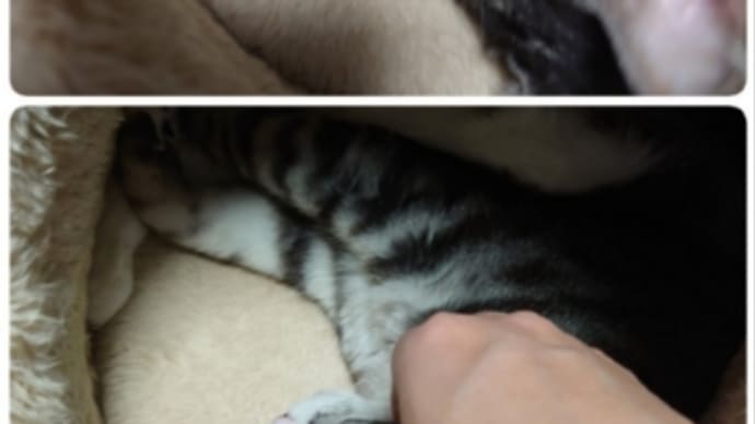 昨夜から鼻水が…