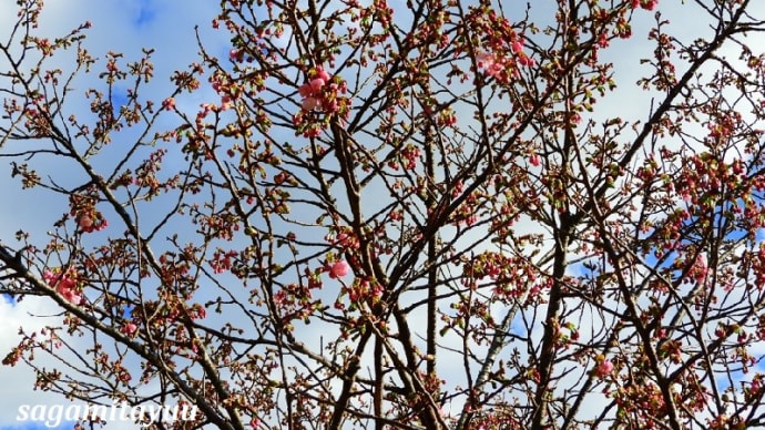 「県立相模原公園」のせせらぎ園地区では「陽光桜」が開花！！