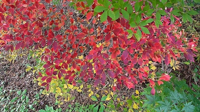 ドウダンツツジ(満天星躑躅)の紅葉・イチョウ(公孫樹)の巨木・クスノキの巨木・八重のツワブキ(石蕗)・クサギ(臭木)の実・カンアオイ(寒葵)・ワタフキカイガラムシ・小石川植物園にて・俳句鑑賞