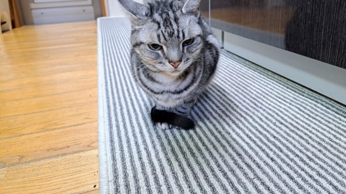 鼻水猫と顔面神経麻痺猫。頑張って闘病してますにゃ。