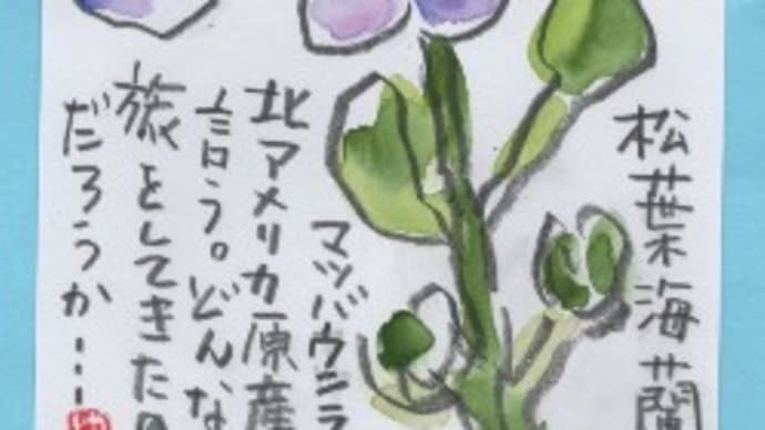小さな野の花です