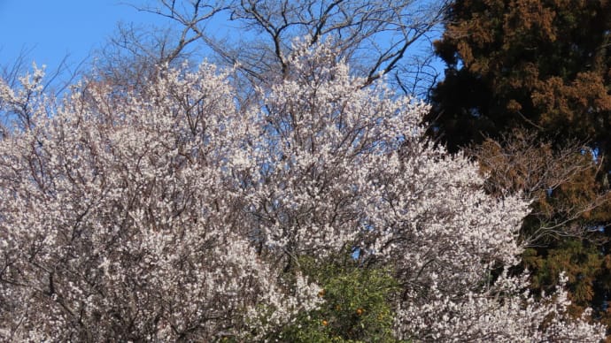 便秘の定義と中医学的解決法