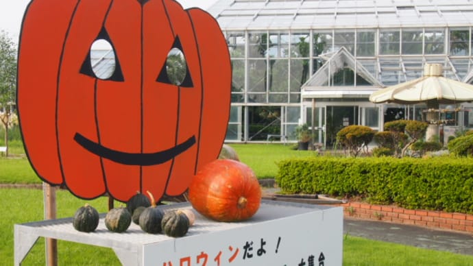 かぼちゃ展 準備中