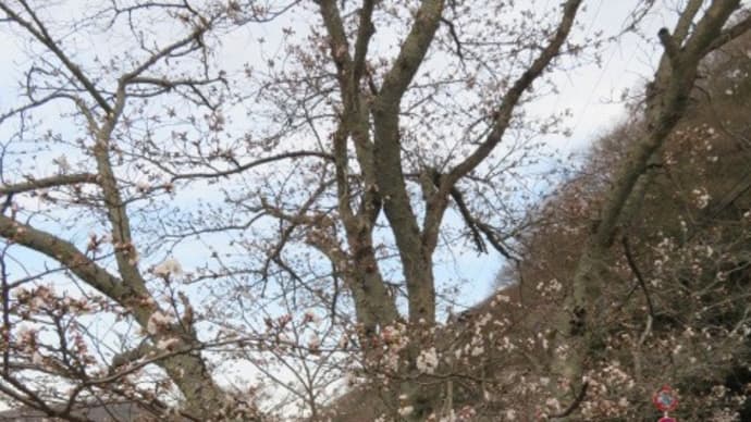 井原堤の桜