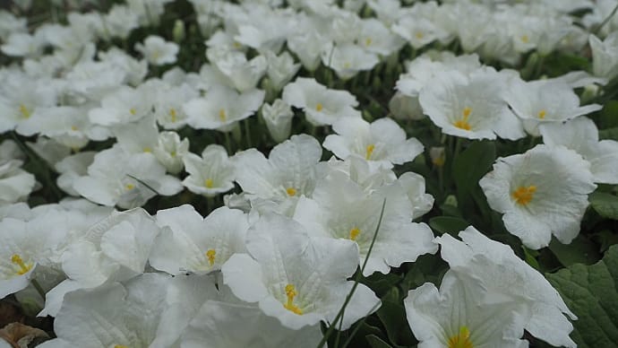 ★銀盃草と梅花空木 2019