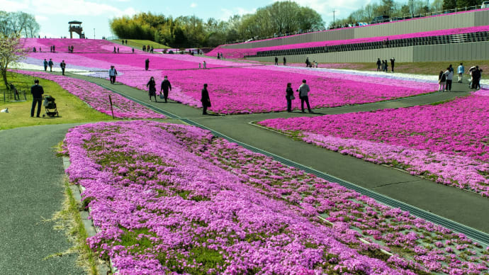 2023清明　市貝町の芝桜