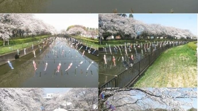 『館林鶴生田川のさくらと鯉のぼり(上流)』