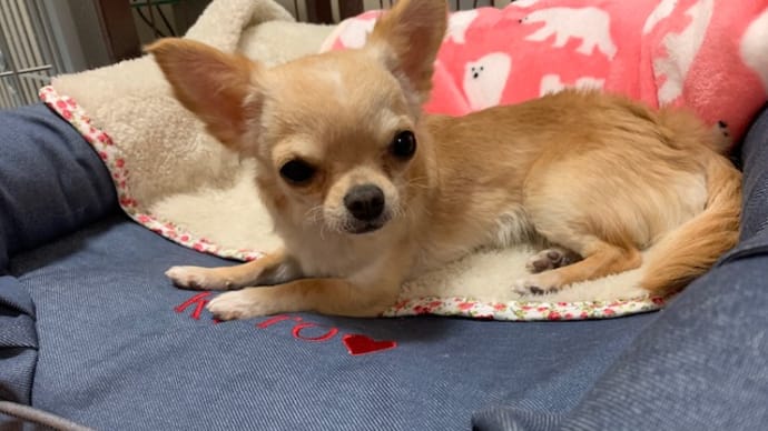 1才のことちゃん、ごきげんです(*^。^*)