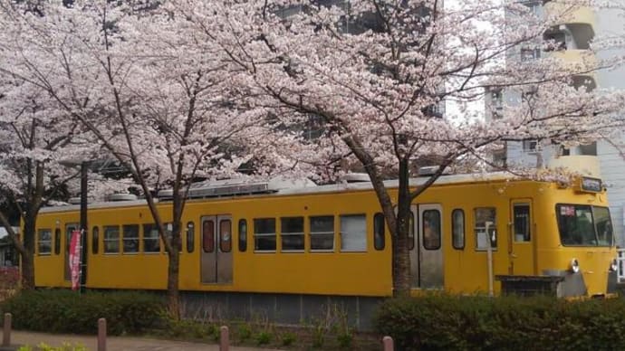 電車図書館と桜前線