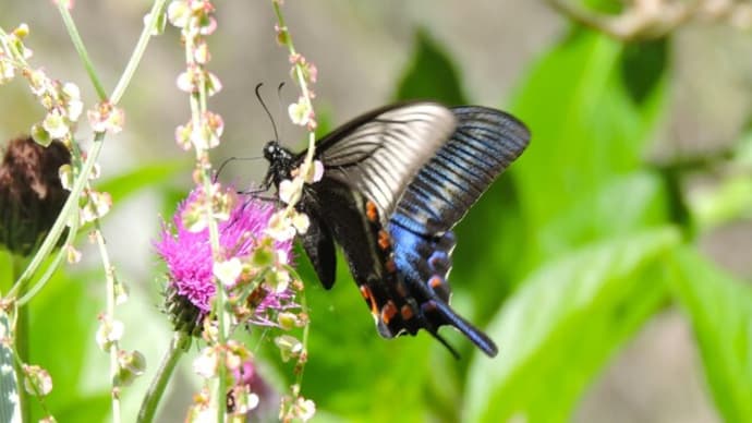 ミヤマカラスアゲハ春型 Papilio maackii：深山ではない里に