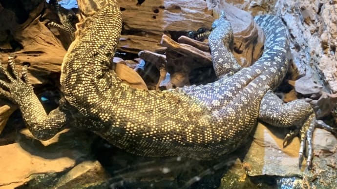 体験型動物園iZoo♪~その7~