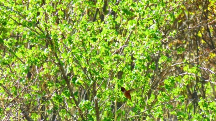 3年前の5月27日 お休みには、鳥見散歩