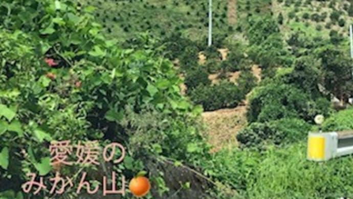 愛媛お手伝いプロジェクト