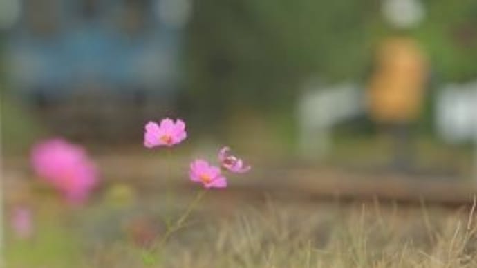 秋桜