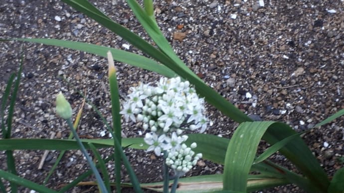 にらの花