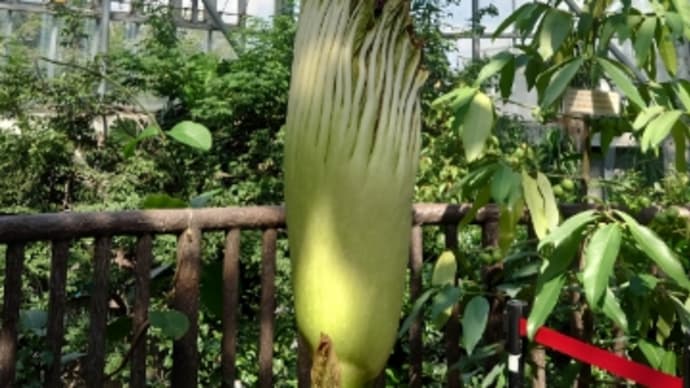 巨大コンニャクの花