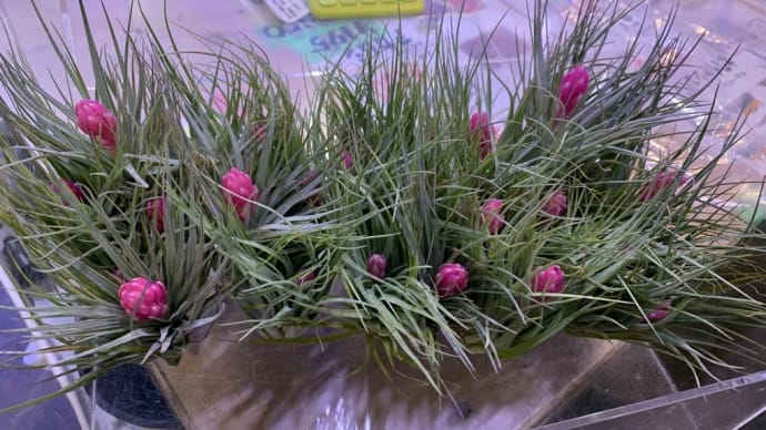 観葉植物 エアープランツ チランジア コットンキャンディー