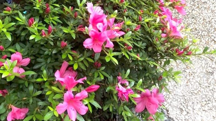 家で花見🌸
