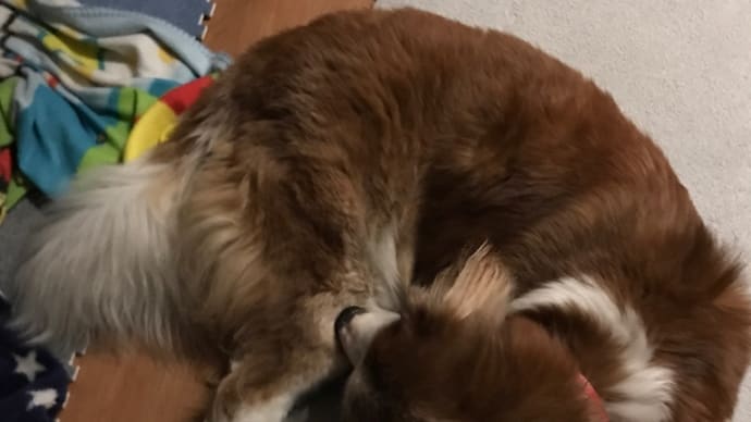 ネタが無いです