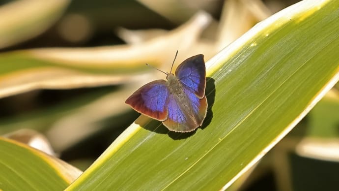2023年 公園の虫さんたち! (1)《 お正月から探虫散歩なのだ 》