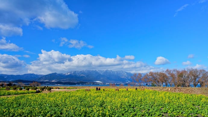 琵琶湖岸の寒咲花菜(守山市第1なぎさ公園)2025.2.10