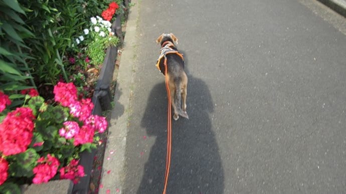 今日のChoco.さん