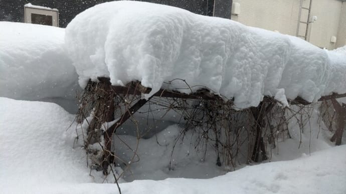恐怖さえ感じた今年の大雪