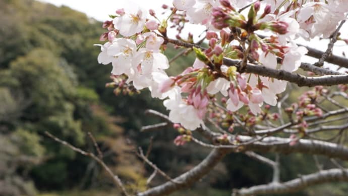2024年の神戸市開花宣言は4月1日 及び明石公園の桜開花状況 on 2024年4月4日