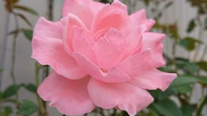 名残りのピンクの薔薇