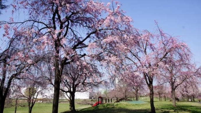 2023年 3月22日(水)の「尾久の原公園」(3)