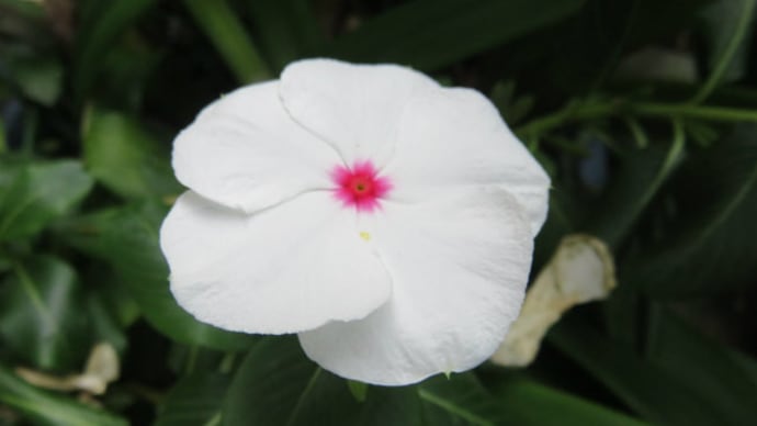 9月の庭の花