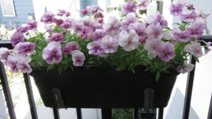 紫陽花ダンスパーティー 花前の剪定