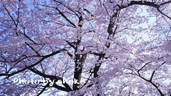 津久井湖城山公園　花の苑地