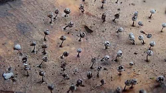 落ち葉に発生する変形菌