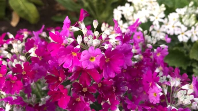 花に癒される日々。