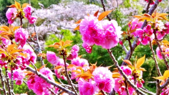 県立美術館緑地の桜