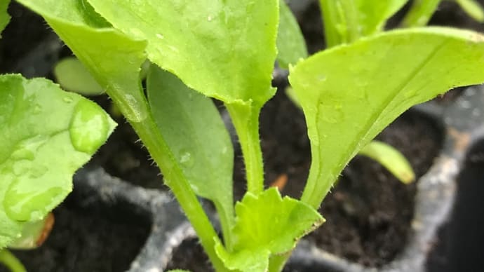 アスター花苗の植付け