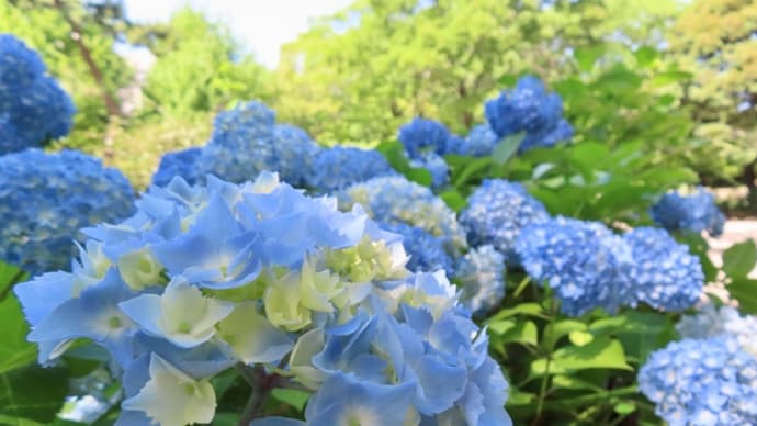 紫陽花の咲く頃