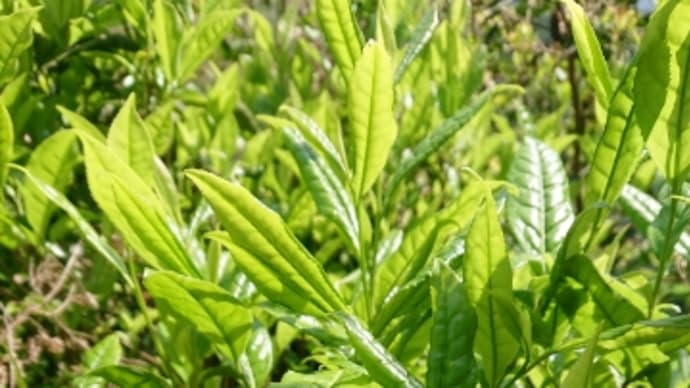 茶々っと紅茶とノマテン展で苦労知らず!