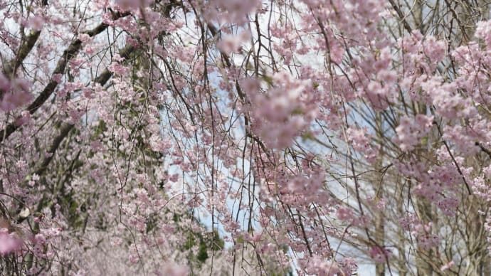 広島県の世羅甲山ふれあいの里へ枝垂れ桜を見に行きました。