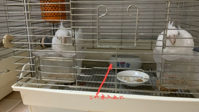 チビちゃんの発情かな❓