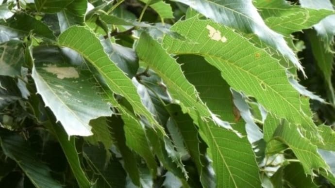 トウキョウヒメハンミョウ、セダカシャチホコ幼虫など