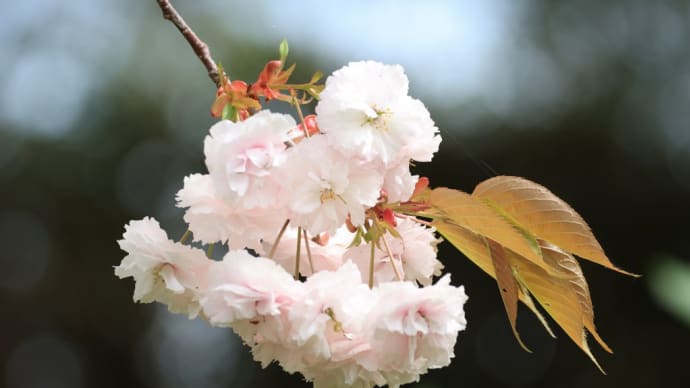 二色の八重桜