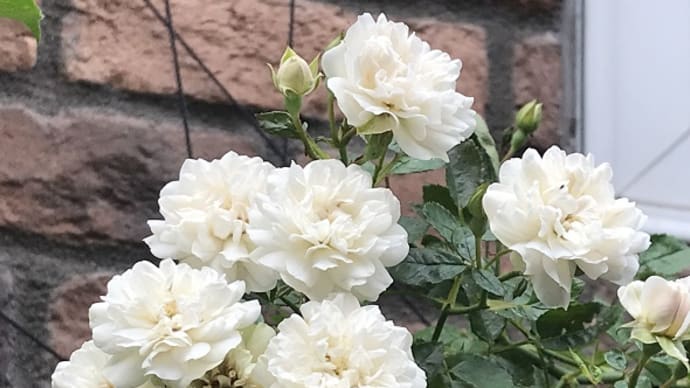 また薔薇が咲きだして・ワクチン接種痕