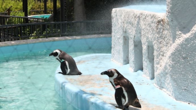 ペンギン、水煙を楽しむ図