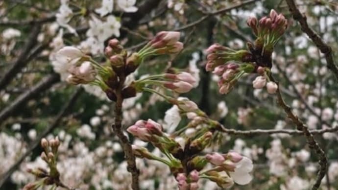 祖原山の桜は八分咲き、準備も整い間もなく町内の花見です。 #祖原山 #八分咲き #早良区 #桜 #サクラ #さくら #開花 #福岡県 #福岡市