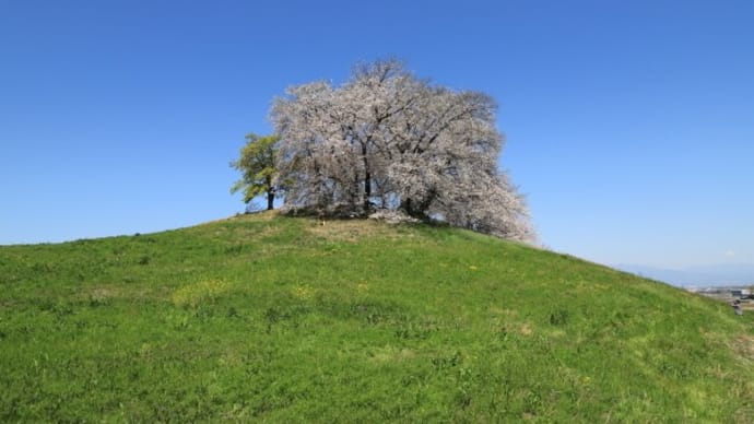 白石稲荷山古墳の桜2024